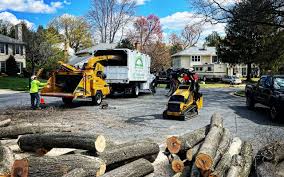 Reliable Red Lake, MN Tree Removal Solutions